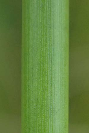 Juncus conglomeratus \ Knuel-Binse / Compact Rush, Common Rush, D Mudau 15.8.2023