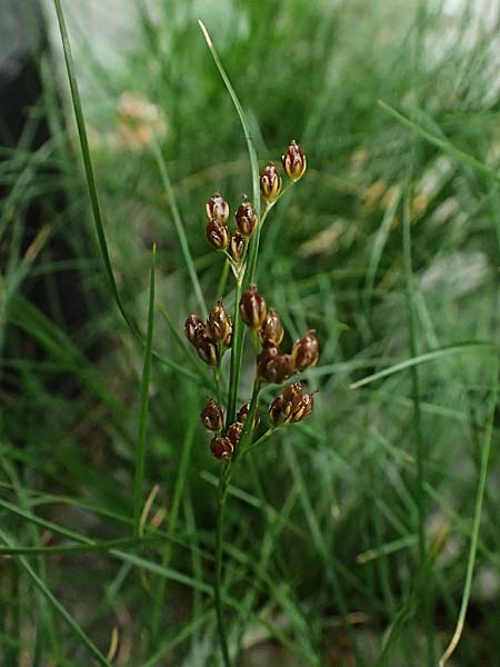 Juncus compressus \ Zusammengedrckte Binse / Round-Fruited Rush, D Mannheim 8.9.2024