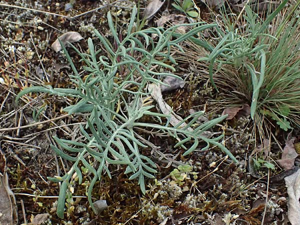 Jurinea cyanoides \ Sand-Silberscharte / Sand Jurinea, D Mannheim 22.4.2025