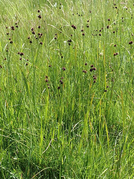 Juncus ensifolius \ Schwertblttrige Binse, Zwerg-Binse / Swordleaf Rush, Dagger-Leaved Rush, D Schwarzwald/Black-Forest, Notschrei 10.7.2016