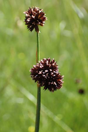 Juncus ensifolius \ Schwertblttrige Binse, Zwerg-Binse / Swordleaf Rush, Dagger-Leaved Rush, D Schwarzwald/Black-Forest, Notschrei 10.7.2016