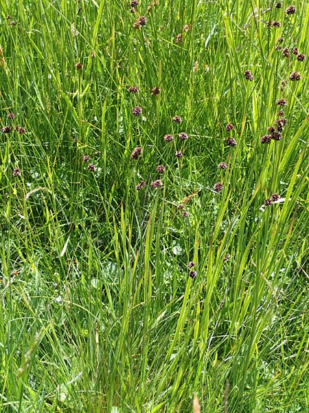 Juncus ensifolius \ Schwertblttrige Binse, Zwerg-Binse / Swordleaf Rush, Dagger-Leaved Rush, D Schwarzwald/Black-Forest, Notschrei 10.7.2016