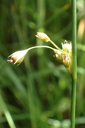 Juncus filiformis \ Faden-Binse / Thread Rush, D Kirchhundem-Benolpe 14.6.2019