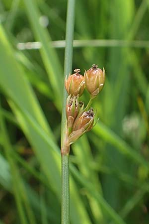 Juncus filiformis \ Faden-Binse / Thread Rush, D Kirchhundem-Benolpe 14.6.2019