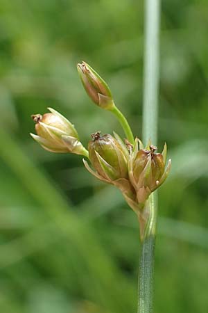 Juncus filiformis \ Faden-Binse / Thread Rush, D Kirchhundem-Benolpe 14.6.2019