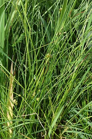 Juncus filiformis \ Faden-Binse / Thread Rush, D Kirchhundem-Benolpe 14.6.2019