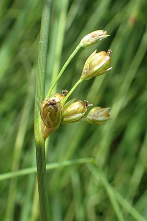 Juncus filiformis \ Faden-Binse / Thread Rush, D Kirchhundem-Benolpe 14.6.2019