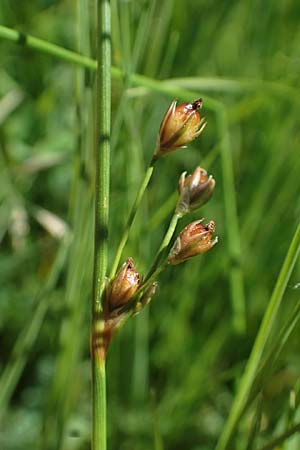 Juncus filiformis \ Faden-Binse / Thread Rush, D Schreufa 15.6.2019