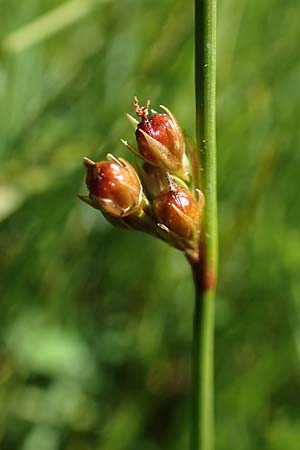 Juncus filiformis \ Faden-Binse / Thread Rush, D Schreufa 15.6.2019