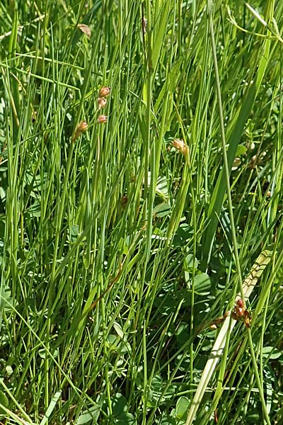 Juncus filiformis \ Faden-Binse / Thread Rush, D Schreufa 15.6.2019