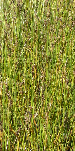 Juncus gerardii \ Bodden-Binse, Salz-Binse / Saltmeadow Rush, D Botan. Gar.  Universit.  Mainz 4.8.2007