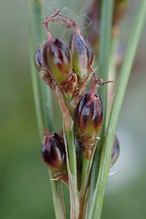 Juncus gerardii \ Bodden-Binse, Salz-Binse / Saltmeadow Rush, D Th&uuml;ringen, Artern 13.6.2023