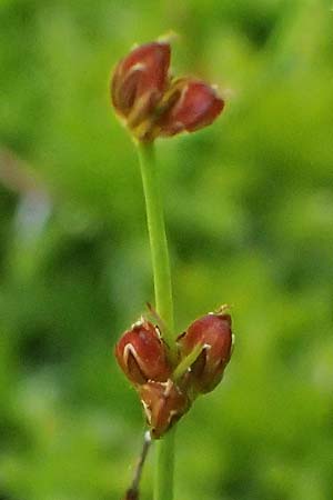 Juncus bulbosus subsp. kochii \ Kochs Zwiebel-Binse / Koch's Rush, D Hunsrück, Börfink 26.6.2023