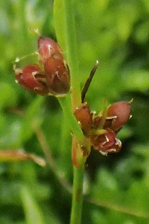 Juncus bulbosus subsp. kochii \ Kochs Zwiebel-Binse / Koch's Rush, D Hunsrück, Börfink 26.6.2023