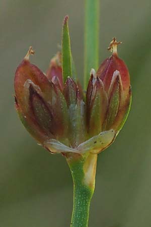 Juncus bulbosus subsp. kochii \ Kochs Zwiebel-Binse / Koch's Rush, D Hunsrück, Börfink 26.6.2023