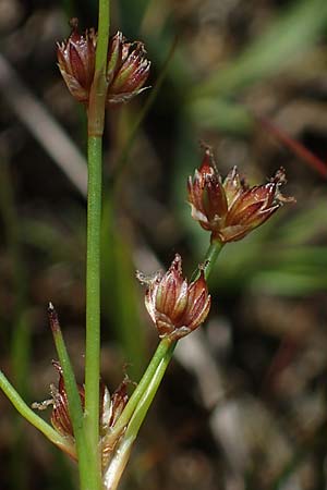 Juncus bulbosus subsp. kochii \ Kochs Zwiebel-Binse / Koch's Rush, D Hunsrück, Börfink 26.6.2023