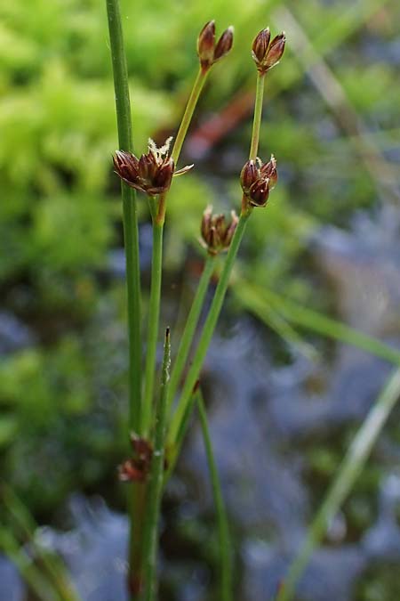 Juncus bulbosus subsp. kochii \ Kochs Zwiebel-Binse / Koch's Rush, D Hunsrück, Börfink 26.6.2023