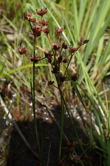 Juncus bulbosus subsp. kochii \ Kochs Zwiebel-Binse / Koch's Rush, D Hunsrück, Börfink 26.6.2023