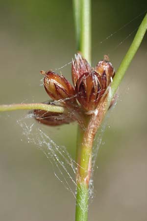 Juncus bulbosus subsp. kochii \ Kochs Zwiebel-Binse / Koch's Rush, D Hunsrück, Börfink 26.6.2023