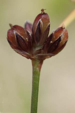 Juncus bulbosus subsp. kochii \ Kochs Zwiebel-Binse / Koch's Rush, D Hunsrück, Börfink 26.6.2023
