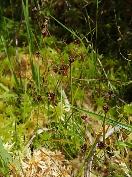 Juncus bulbosus subsp. kochii \ Kochs Zwiebel-Binse / Koch's Rush, D Hunsrück, Börfink 26.6.2023