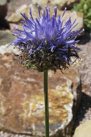 Jasione laevis \ Ausdauerndes Sandglckchen / Sheep's Bit, D Botan. Gar.  Universit.  Mainz 4.8.2007