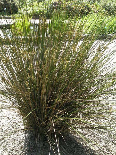 Juncus maritimus \ Strand-Binse / Sea Rush, D Botan. Gar.  Universit.  Mainz 4.8.2007