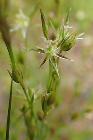 Juncus tenuis \ Zarte Binse / Slender Rush, D Schwarzwald/Black-Forest, Unterstmatt 4.8.2016