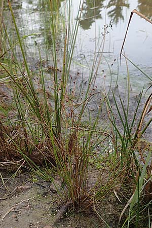 Juncus tenageia \ Schlamm-Binse, Sand-Binse / Sand Rush, D Hassloch 22.9.2016