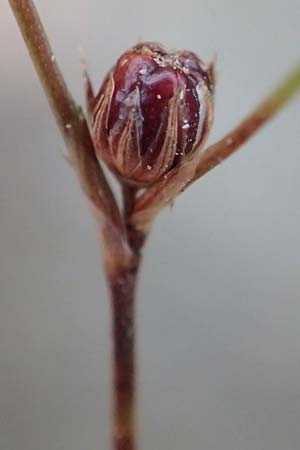 Juncus tenageia \ Schlamm-Binse, Sand-Binse / Sand Rush, D Hassloch 22.9.2016
