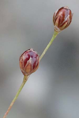 Juncus tenageia \ Schlamm-Binse, Sand-Binse / Sand Rush, D Hassloch 22.9.2016