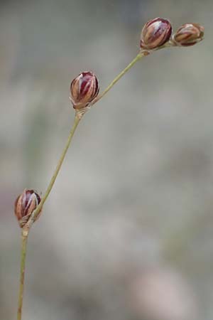 Juncus tenageia \ Schlamm-Binse, Sand-Binse / Sand Rush, D Hassloch 22.9.2016