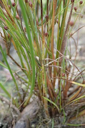 Juncus tenageia \ Schlamm-Binse, Sand-Binse / Sand Rush, D Hassloch 22.9.2016