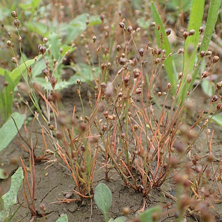Juncus tenageia \ Schlamm-Binse, Sand-Binse / Sand Rush, D Drover Heide 13.6.2018
