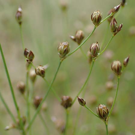 Juncus tenageia \ Schlamm-Binse, Sand-Binse / Sand Rush, D Drover Heide 13.6.2018