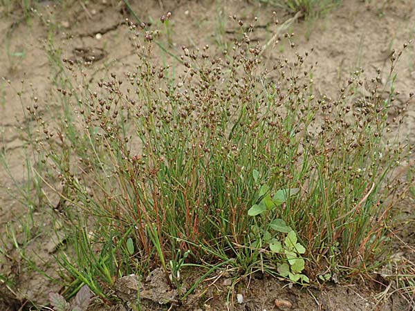 Juncus tenageia \ Schlamm-Binse, Sand-Binse / Sand Rush, D Drover Heide 13.6.2018