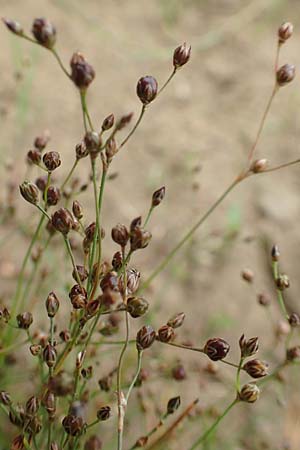 Juncus tenageia \ Schlamm-Binse, Sand-Binse / Sand Rush, D Drover Heide 13.6.2018