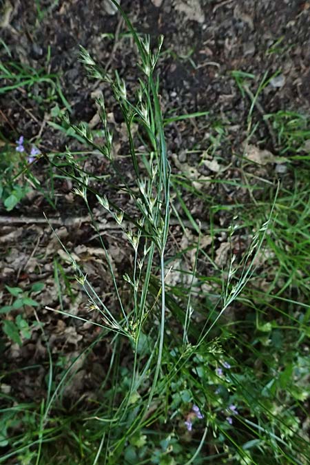 Juncus tenuis \ Zarte Binse / Slender Rush, D Bad König 20.7.2024