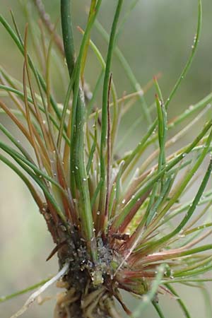 Juncus bulbosus \ Zwiebel-Binse / Bulbous Rush, D Hassloch 22.9.2016
