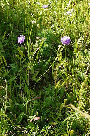 Knautia arvensis \ Acker-Witwenblume / Field Scabious, D Nördlingen 10.7.2015