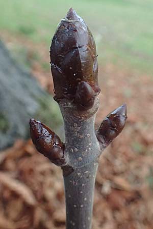 Aesculus hippocastanum \ Ross-Kastanie / Horse Chestnut, D Mannheim 6.11.2015