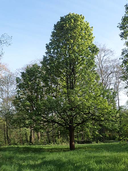 Aesculus hippocastanum \ Ross-Kastanie / Horse Chestnut, D Mannheim 22.4.2021
