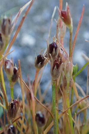 Juncus bufonius \ Krten-Binse / Toad Rush, D Odenwald, Erbach 17.7.2022