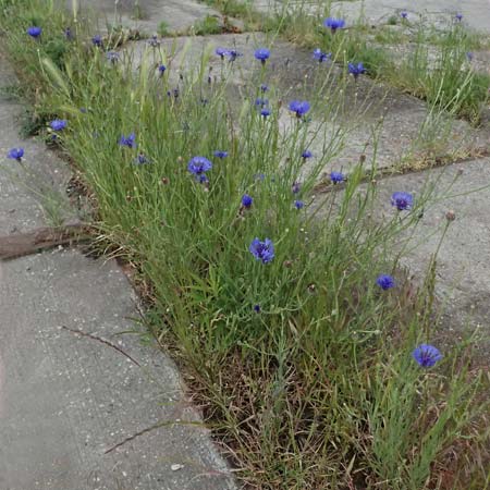 Centaurea cyanus \ Kornblume / Cornflower, D Mannheim 16.5.2026