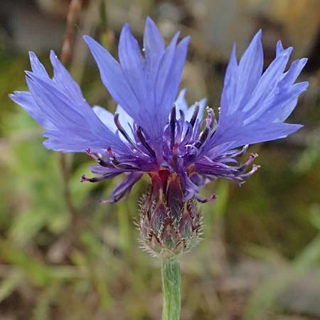 Centaurea cyanus \ Kornblume / Cornflower, D Mannheim 16.5.2026