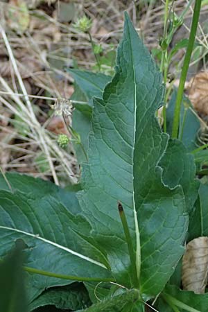 Knautia dipsacifolia \ Wald-Witwenblume / Wood Scabious, D Heidelberg 29.8.2026