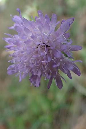 Knautia dipsacifolia \ Wald-Witwenblume / Wood Scabious, D Heidelberg 29.8.2026