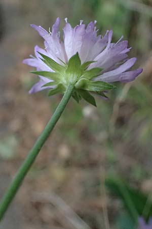 Knautia dipsacifolia \ Wald-Witwenblume / Wood Scabious, D Heidelberg 29.8.2026