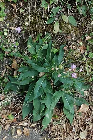 Knautia dipsacifolia \ Wald-Witwenblume / Wood Scabious, D Heidelberg 29.8.2026