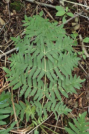 Osmunda regalis \ Knigs-Farn / Royal Fern, D Hövelhof 15.6.2018